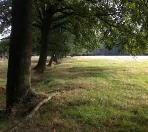 meadow site